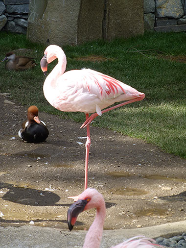 FlamingoDiversity2